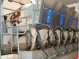 Vacas Numa Exploração de Produção de Leite