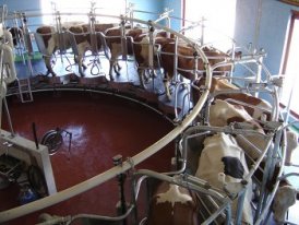 Vacas Numa Exploração de Produção de Leite